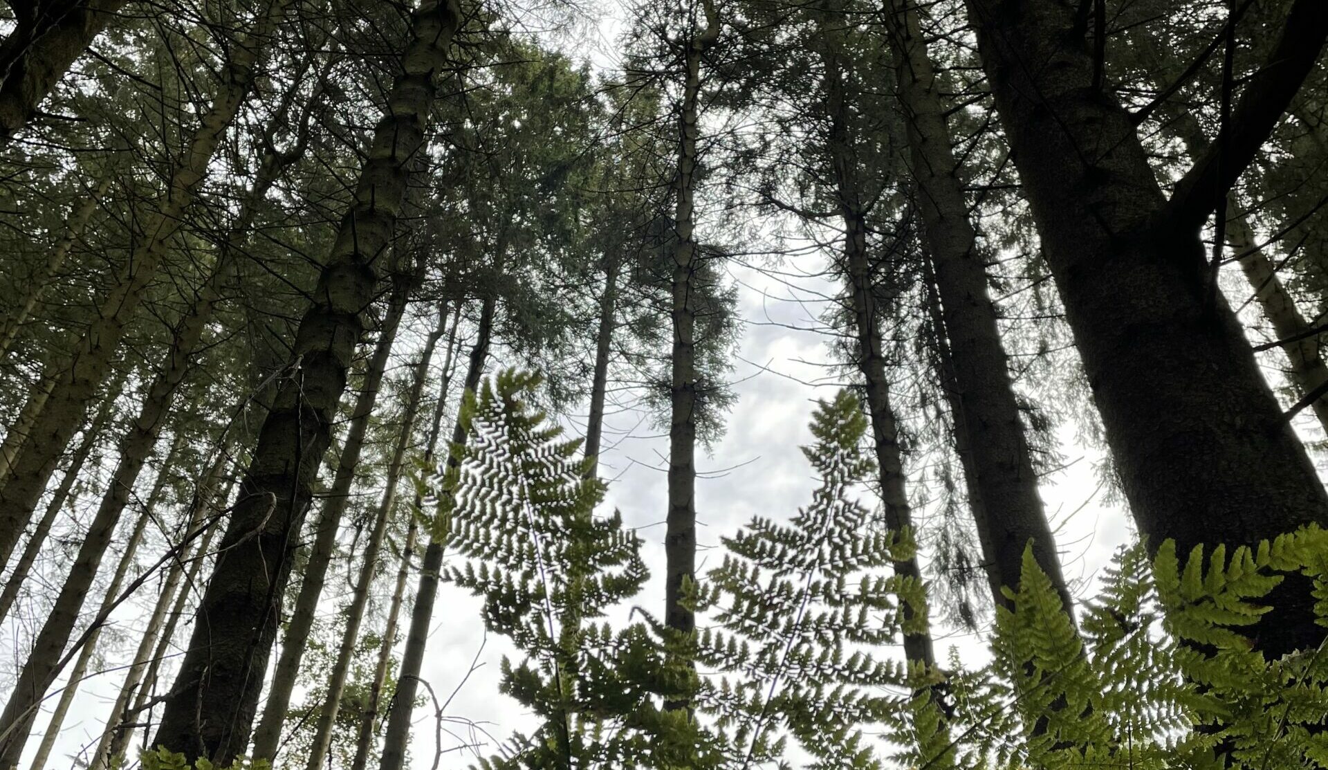 Stemmen.